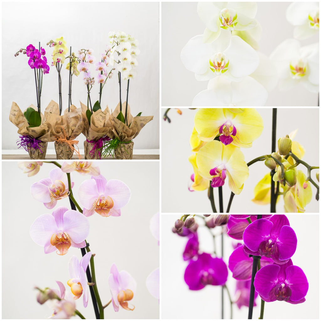 Orquídea – Floristería Kentia